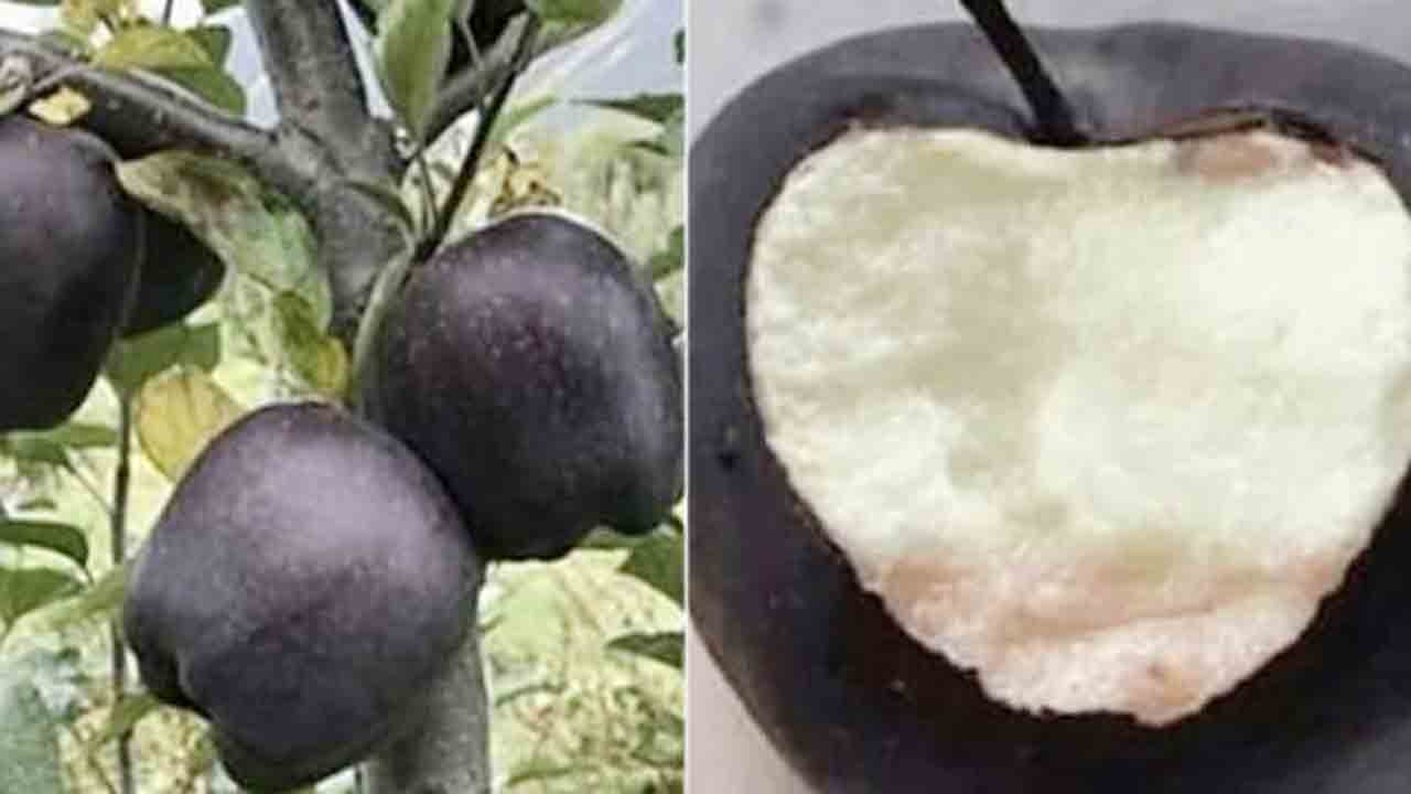 Black Diamond Apples | అరుదైన బ్లాక్‌ యాపిల్స్‌.. ధర తెలిస్తే షాకే..!