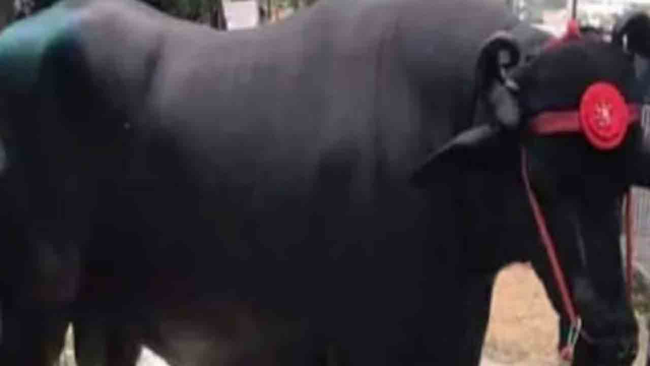 Buffalo Anmol |150 దూడల జన్మకు కారణమైన దున్న.. రూ.11 కోట్లకు అమ్మకానికి పెట్టిన యజమాని