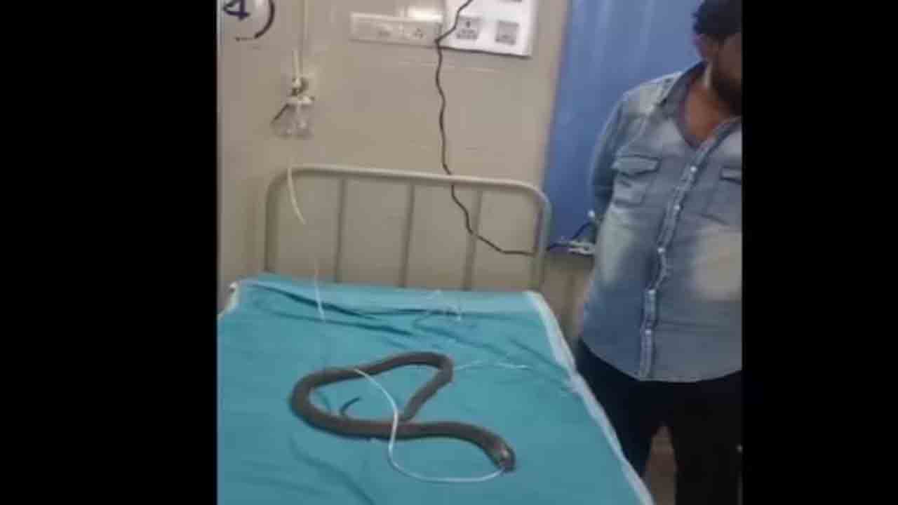 Cobra given oxygen | స్ప్రే చల్లడం వల్ల మూర్ఛపోయిన పాము.. ఆక్సిజన్‌ అందించి చికిత్స