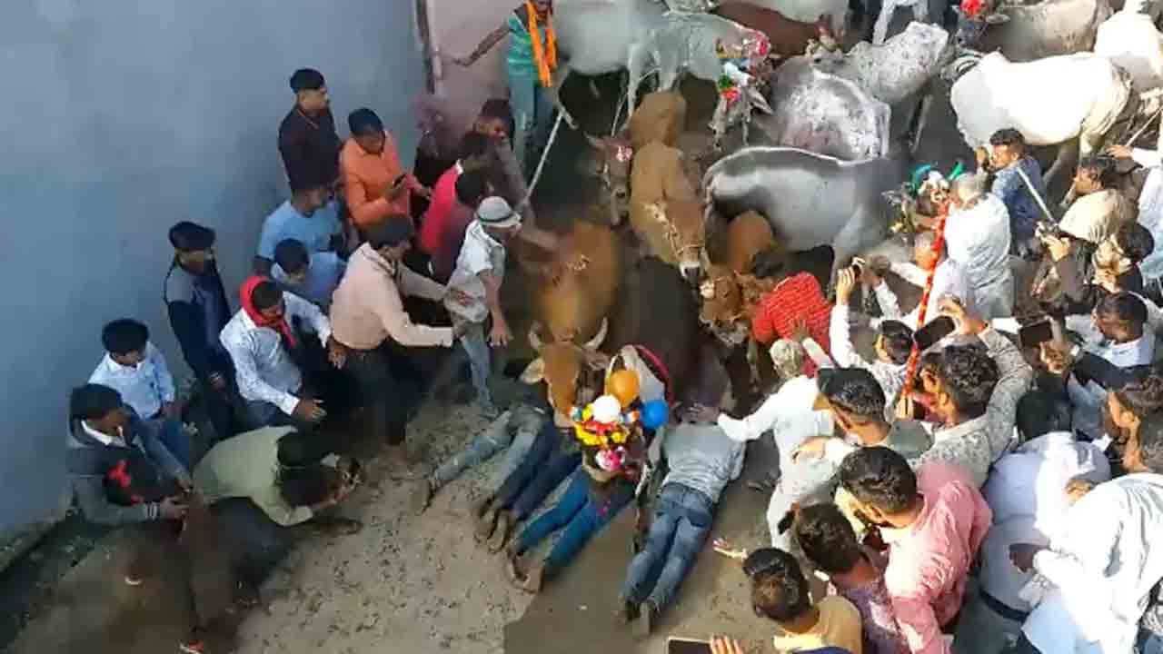 Cows Walk Over Devotees | దీపావళిలో మరో ప్రత్యేకత.. ఆ గ్రామంలో భక్తుల పైనుంచి నడిచిన ఆవులు