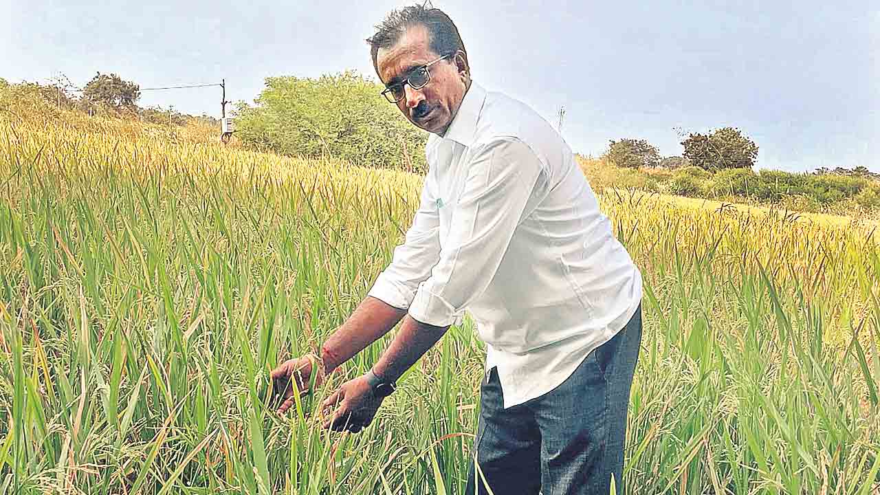 Congress | కాంగ్రెస్‌తో నెత్తిమీద గడ్డి.. జేబులో వడ్లు!.. అన్నదాతల ఆగ్రహం