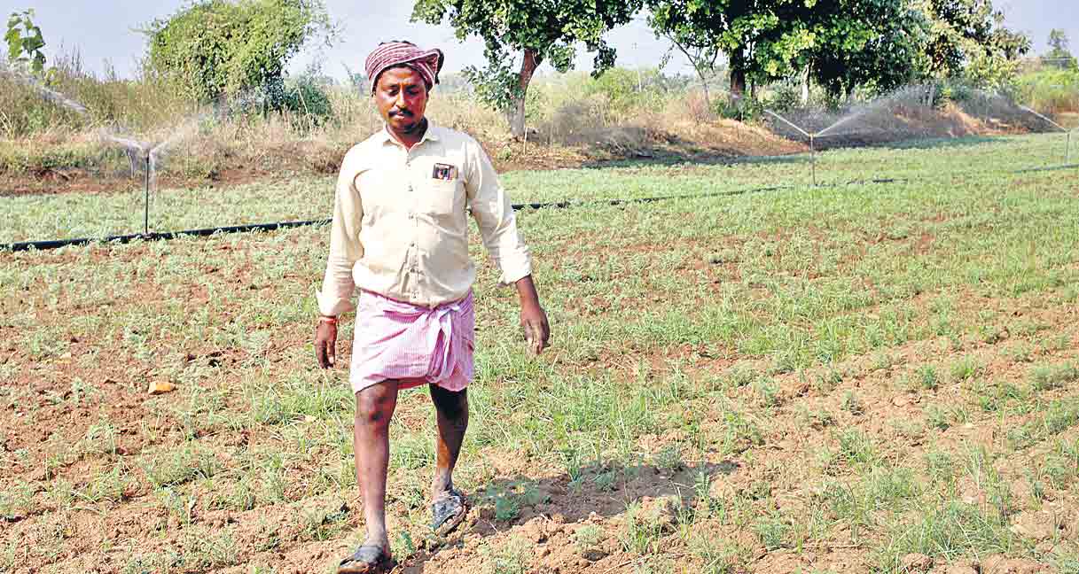 Farmers1