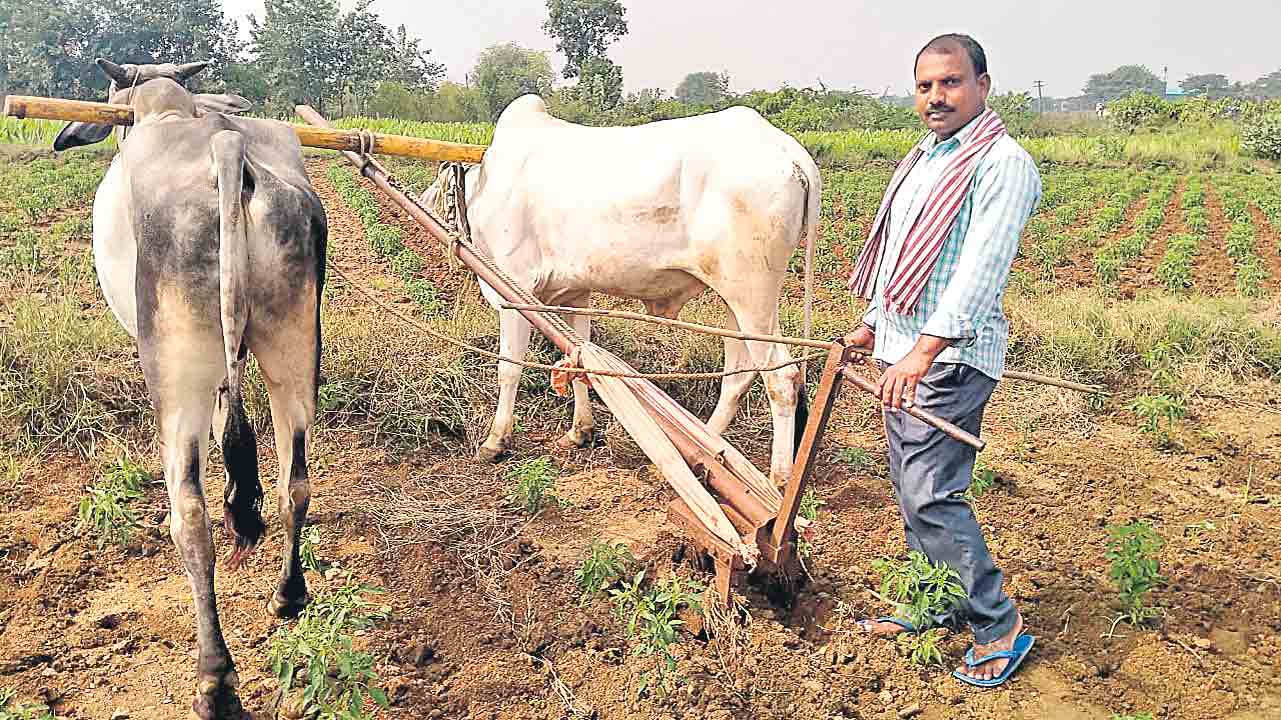 Farmers7