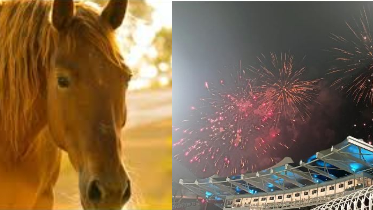 IND vs SA:  పటాకుల మోతకు బలైన గుర్రం.. భయంతో పరుగులెత్తి  మృతి