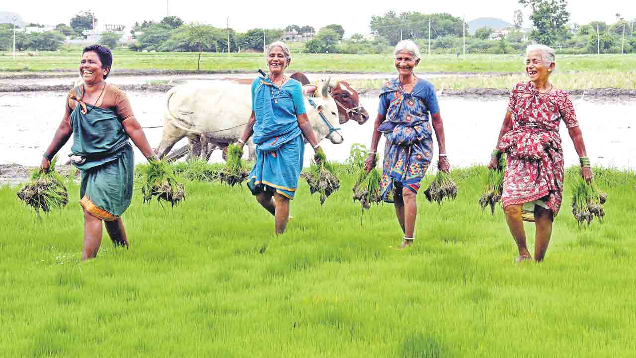 నారుమడి కూడా తడవదు