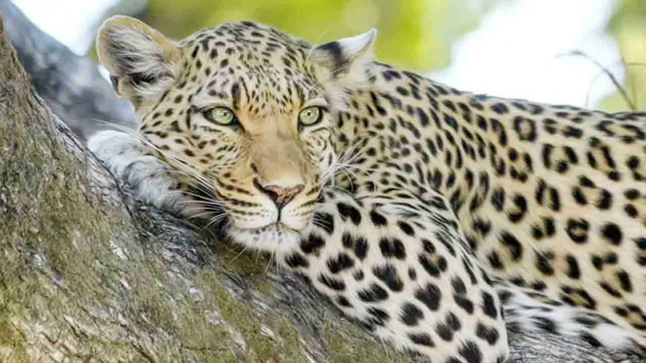 Leopard | పటాకుల శబ్దానికి భయపడిన చిరుత.. 15 గంటల పాటూ ఇంట్లోనే నక్కి