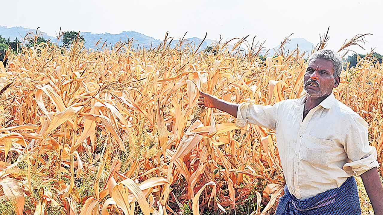 Karnataka Congress | నీళ్లు ఉన్నా.. కరెంటు లేక ఎండిపోతున్న పంటలు.. కాంగ్రెస్‌ పాలనలో విలవిల్లాడుతున్న కర్ణాటక రైతన్నలు