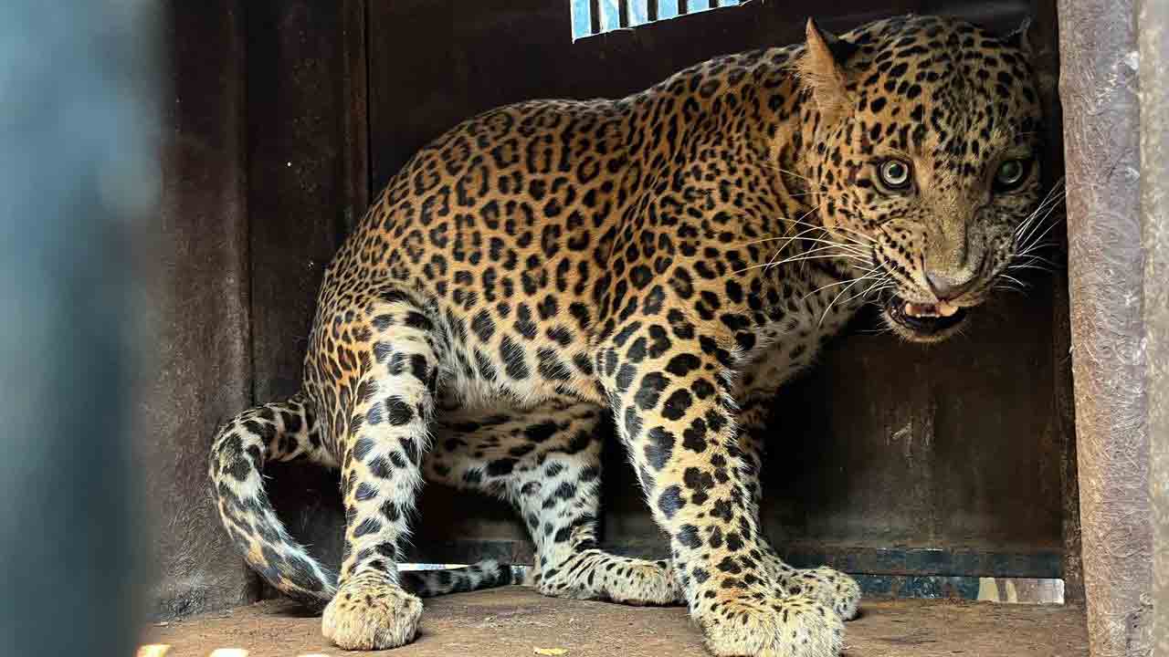 Leopards | నాసిక్‌ వీధుల్లో పట్టపగలే చిరుతల సంచారం.. భయాందోళనలో ప్రజలు