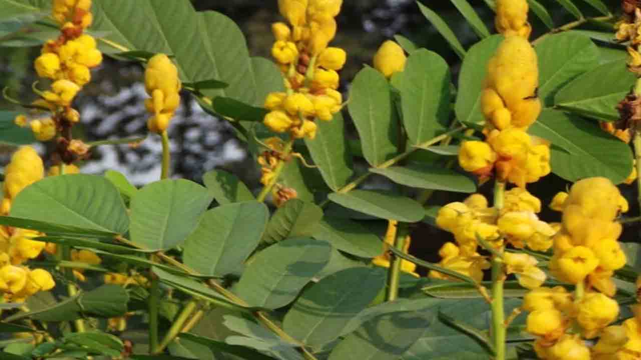 Peetambaram Leaves | పీతాంబరం ఆకులతో మధుమేహం.. క్యాన్సర్ తగ్గించొచ్చు.. ఇంకా ఇవీ బెనిఫిట్స్..