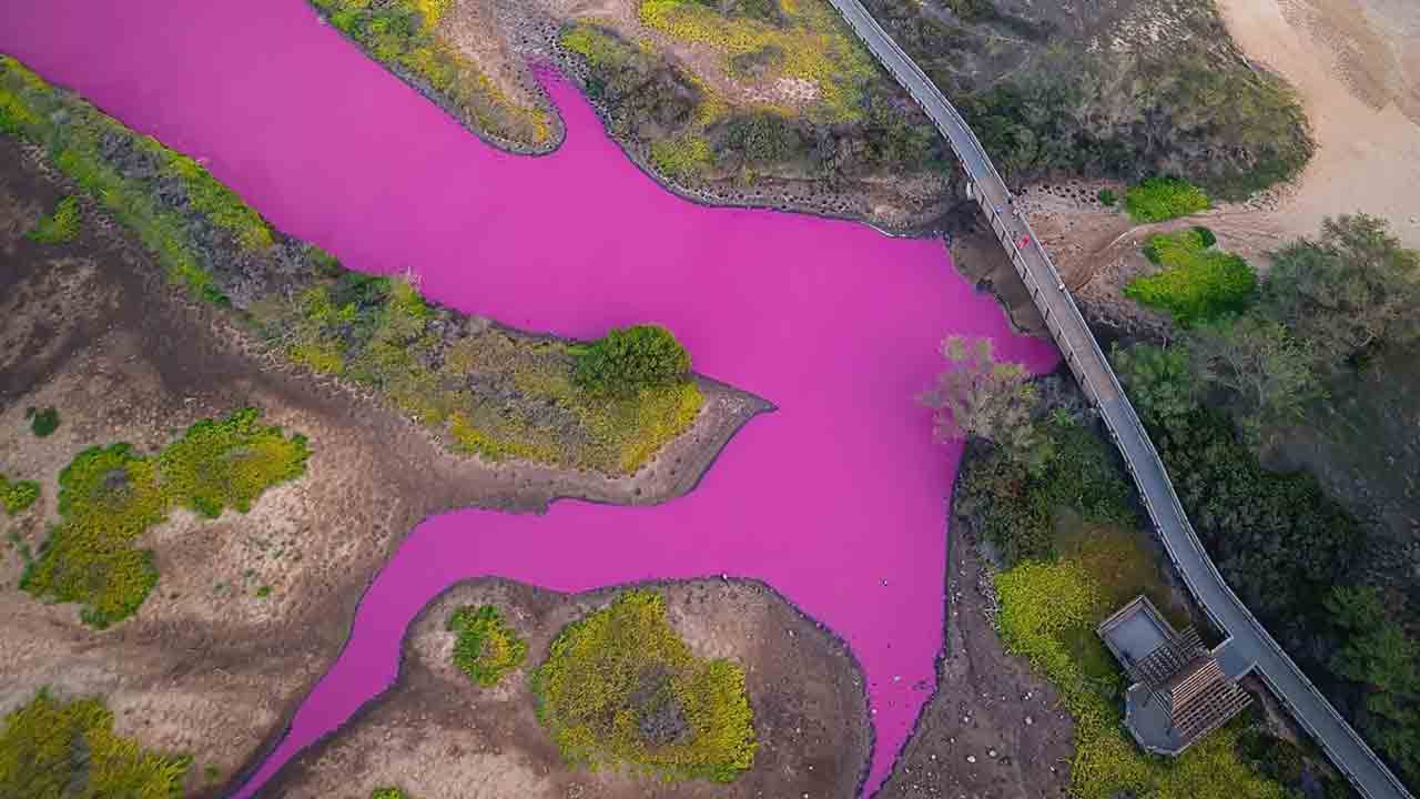 Pink water | గులాబీ రంగులోకి చెరువులోని నీళ్లు.. కారణాలపై అధ్యయనం..!