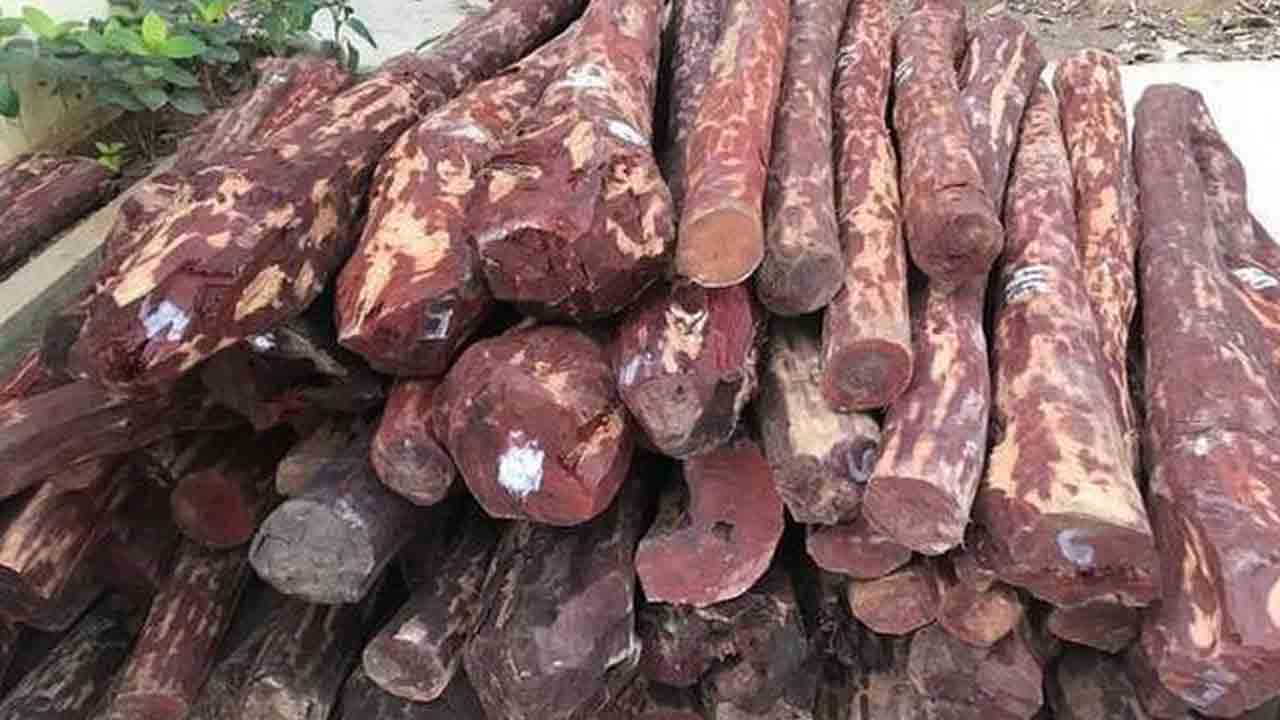 Red Sandal | ఎర్ర చందనం పెంపకం, ఎగుమతులకు కేంద్రం గ్రీన్‌ సిగ్నల్‌