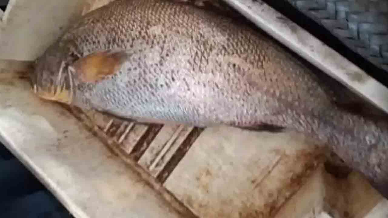 Gold Fish | మత్య్సకారుడ్ని కోటీశ్వరుడ్ని చేసిన ‘సోవా`.. ఎక్కడంటే..?!