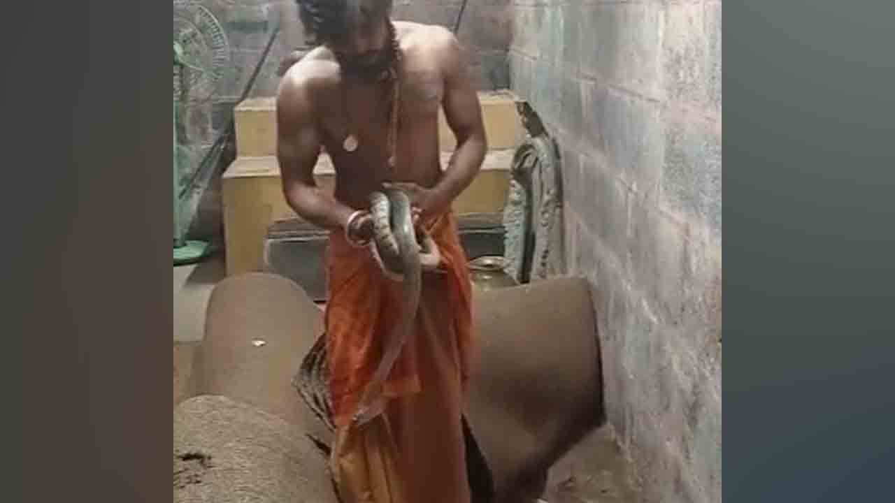 Srisailam | శ్రీశైలం ఆలయంలో భారీ పాము పట్టివేత