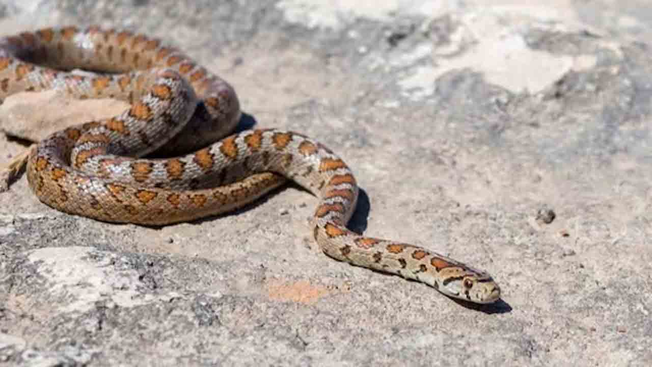 Sabarimala temple | శబరిమల అయ్యప్ప ఆలయం వద్ద పాముకాటుకు గురైన చిన్నారి