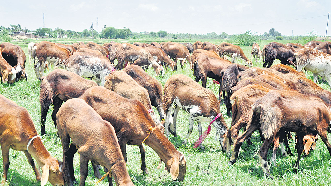 ఎలమంద మురువంగ..