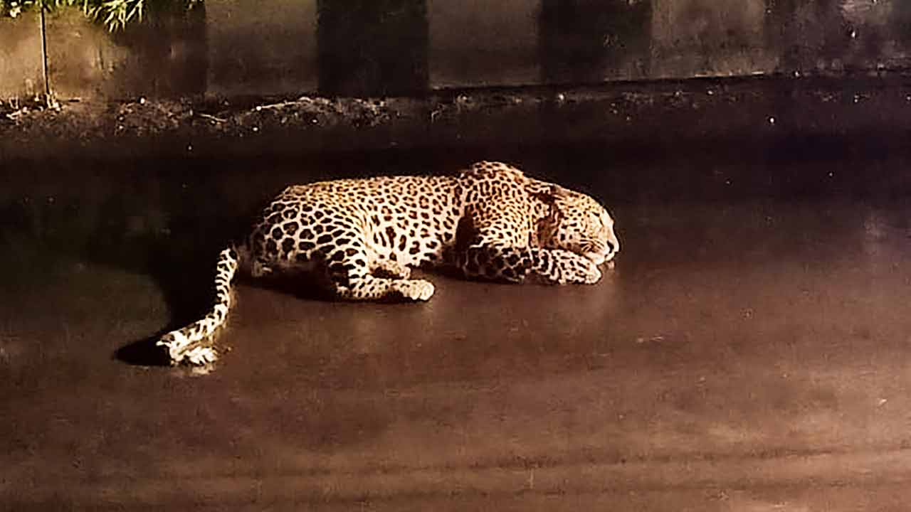 Leopard | శ్రీశైలం అడవుల్లో గుర్తు తెలియని వాహనం ఢీకొని చిరుతపులి మృతి