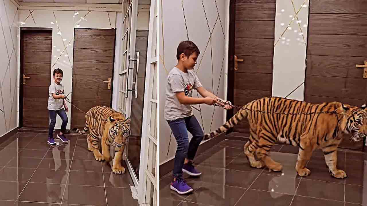 Tiger | పులితో బాలుడి వాకింగ్‌.. షాకింగ్‌ వీడియో వైరల్‌