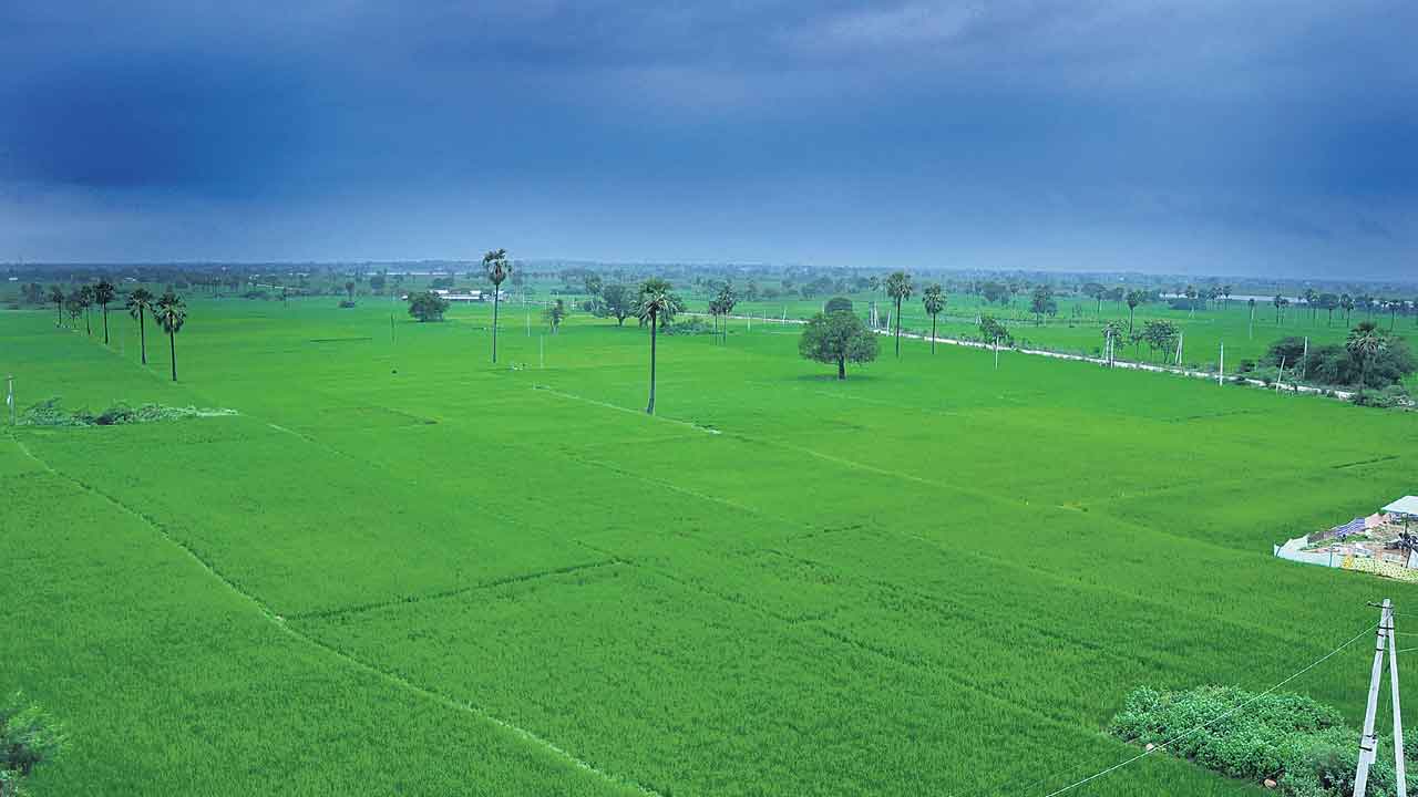 సిరుల పంటలు.. ధాన్యపు రాశులు