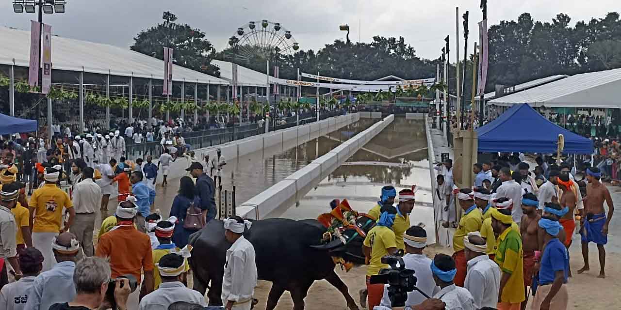 Kambala | ‘కంబ‌ల’ పోటీలు షురూ.. బుర‌ద‌ నీళ్ల‌లో దౌడు తీయ‌నున్న 180 జ‌త‌ల దున్న‌లు