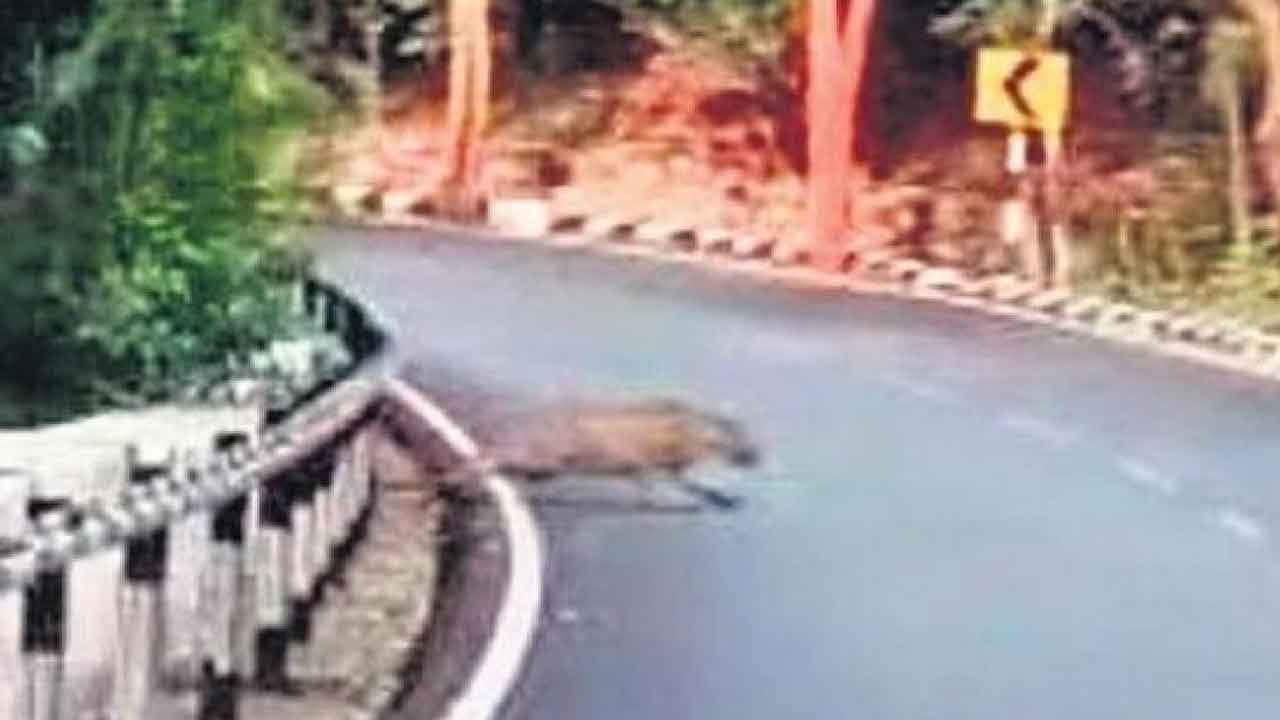 తిరుమలలో చిరుత ప్రత్యక్షం