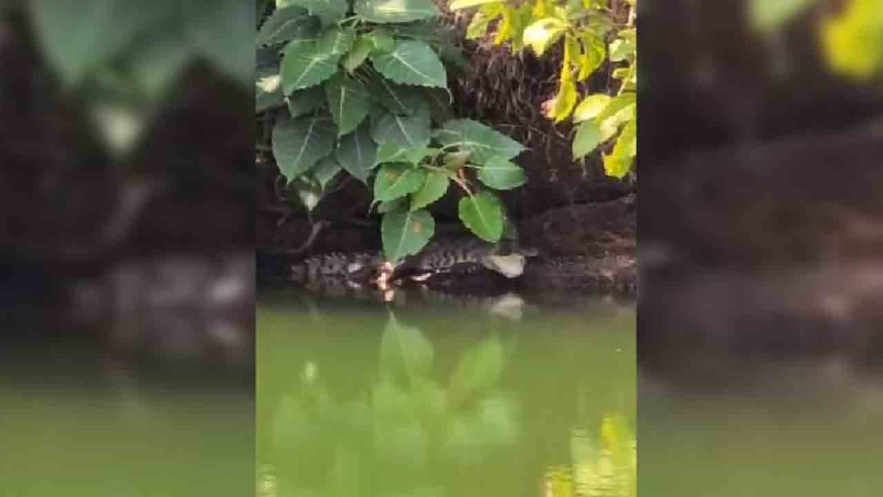 Vegetarian Crocodile | శాఖాహార మొసలి చనిపోయిన ఏడాది తర్వాత.. కేరళ ఆలయంలో కనిపించిన     మరో మొసలి
