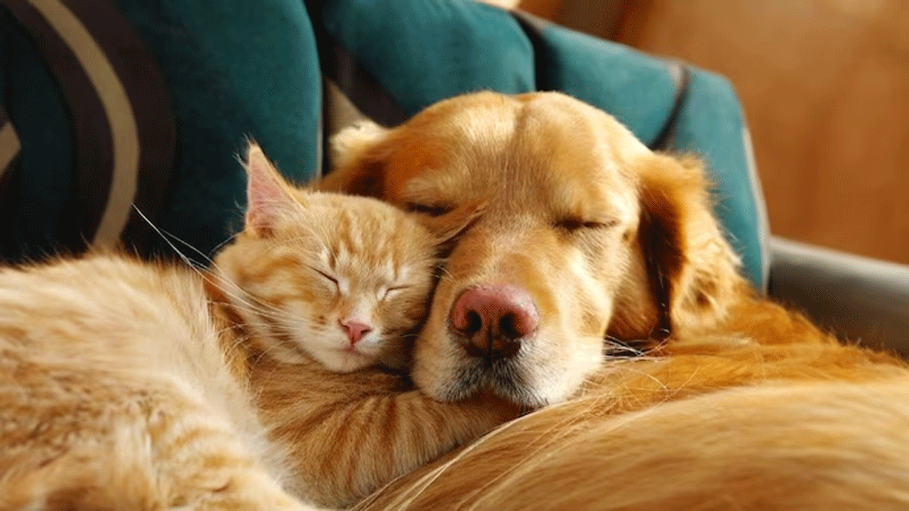 AI | ఏఐ టెక్నాల‌జీతో పెంపుడు జంతువుల భావాల‌ను అర్ధం చేసుకోవ‌చ్చు