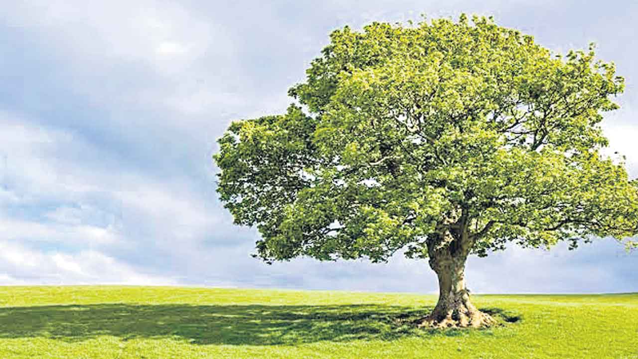 మొక్కలకున్న ఆ ‘సత్తా’ చాలా ఎక్కువ