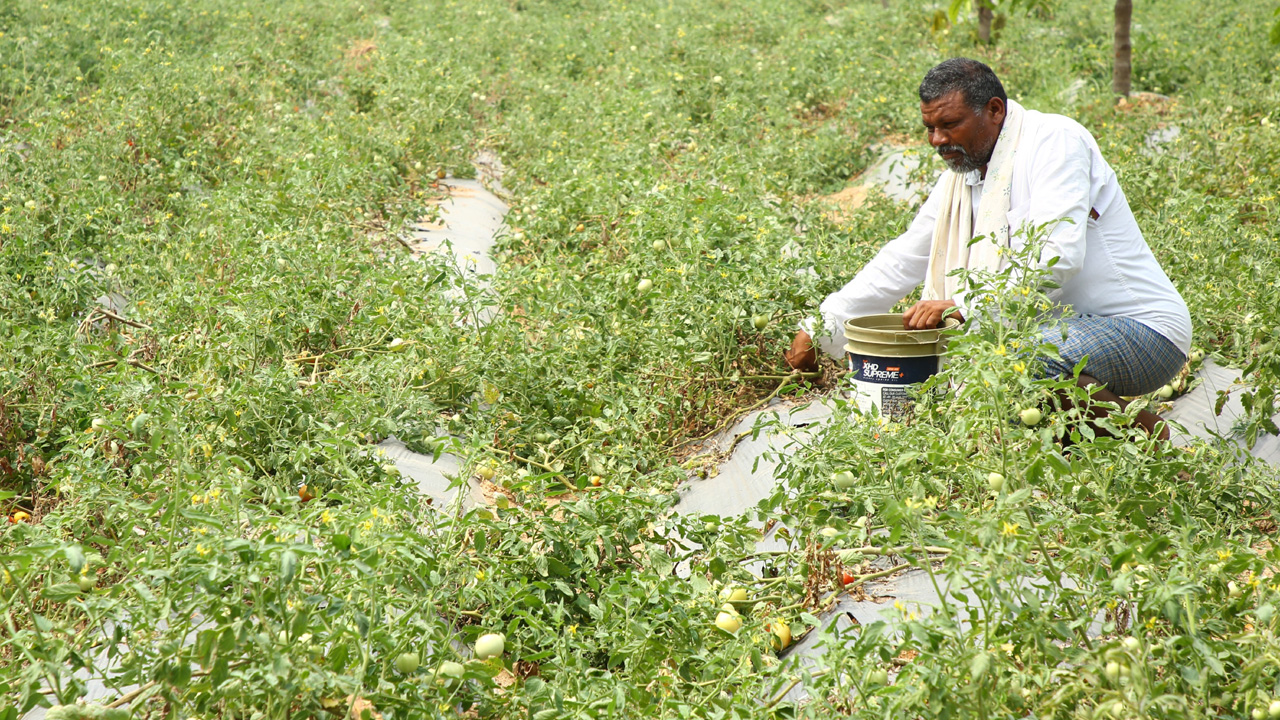 Telangana | పదెకరాల పొలం ఉన్నప్పటికీ నాడు తప్పని పస్తులు.. నేడు కేసీఆర్ చలువతో మారిన రైతన్నల నసీబు!!