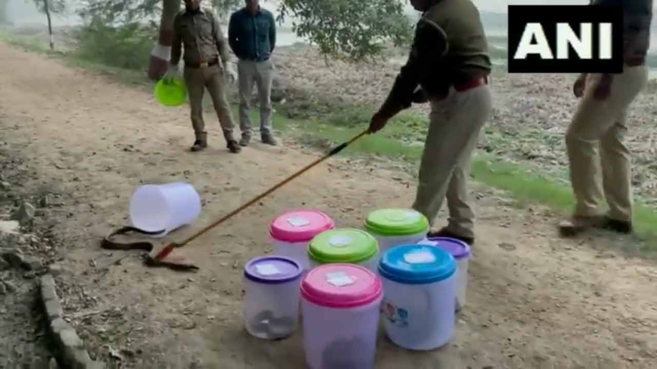 Rave Party: రేవ్ పార్టీలో సీజ్ చేసిన పాముల‌ను అడ‌విలో వ‌దిలేశారు.. వీడియో