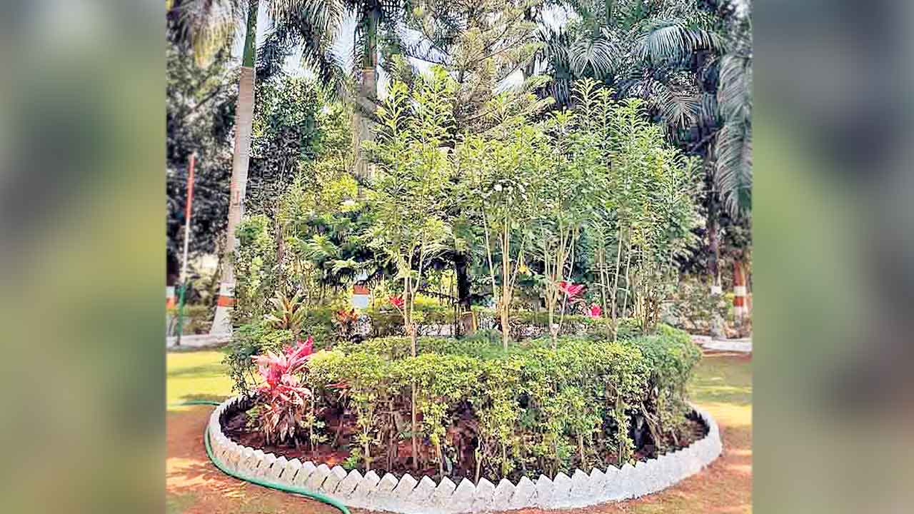 పచ్చదనానికి చిరునామాగా సనత్‌నగర్‌