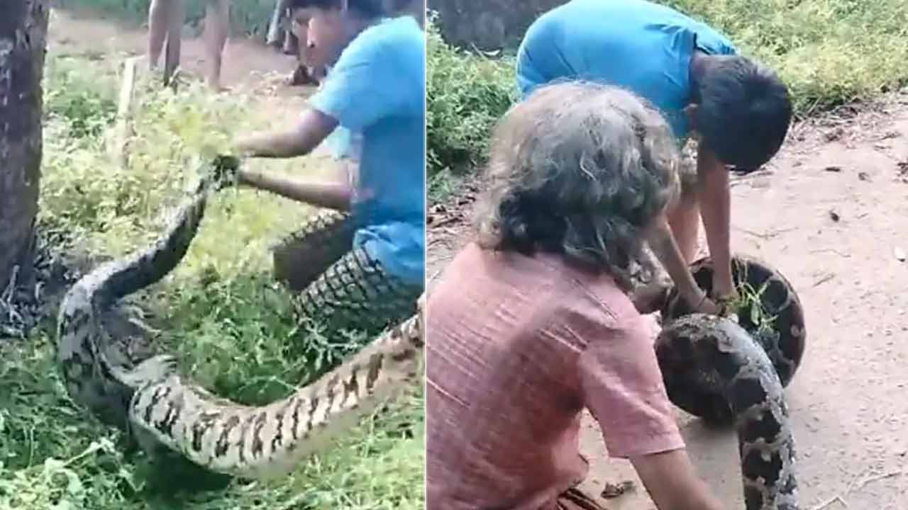 Giant Python: భారీ కొండ‌చిలువను ఈజీగా ప‌ట్టుకున్న క‌ర్నాట‌క పిల్లోడు.. వీడియో