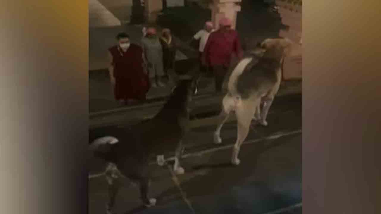 stray dogs enter Gaya temple | గయా ఆలయంలోకి ప్రవేశించిన కుక్కలు.. భయాందోళన చెందిన బౌద్ధ   భక్తులు
