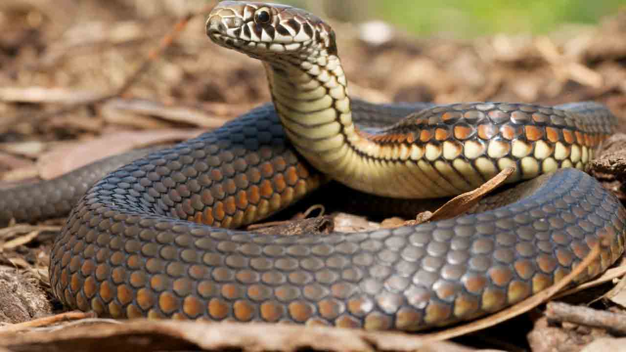 Snake | గదిలోకి పామును వదిలి.. భార్య, రెండేళ్ల కుమార్తెను చంపిన వ్యక్తి