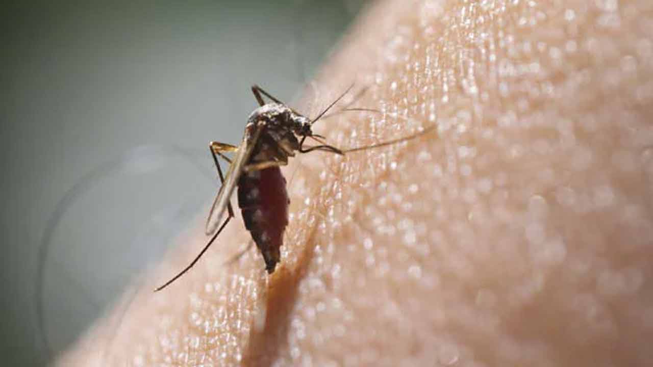 Zika Virus: బెంగుళూరు దోమ‌ల్లో జికా వైర‌స్‌.. జ్వ‌రం కేసుల‌పై అధ్య‌య‌నం