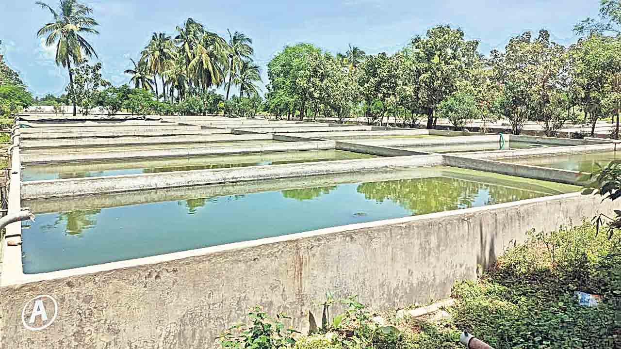 సర్కారుకు సాయంగా ‘పోచంపాడ్‌ చేప పిల్ల’