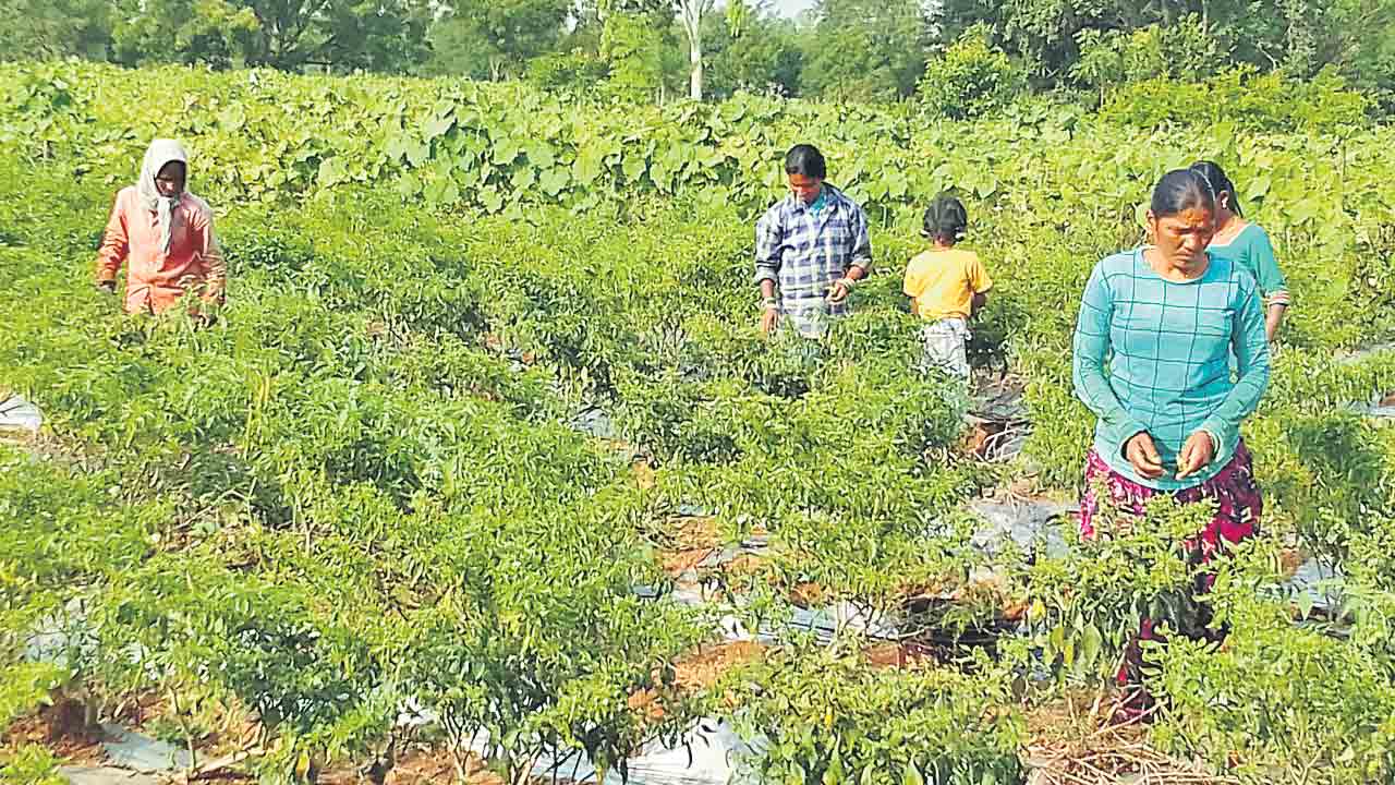 కూరగాయల సాగుతో భలే లాభాలు