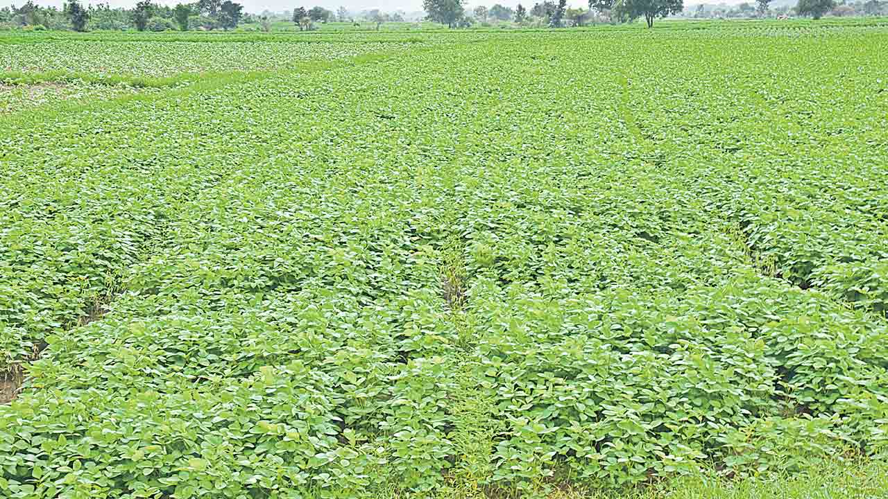 ఆరుతడి పంటలే మేలు