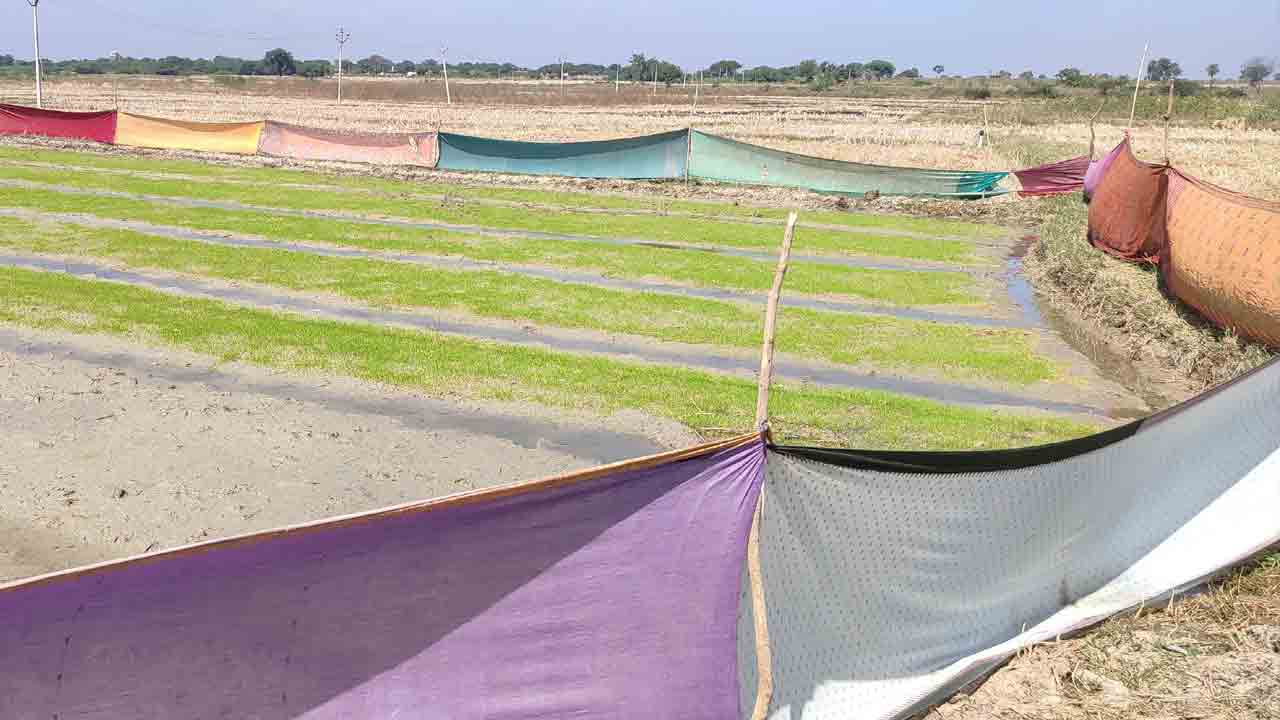 నారుకు చీరలే శ్రీరామరక్ష