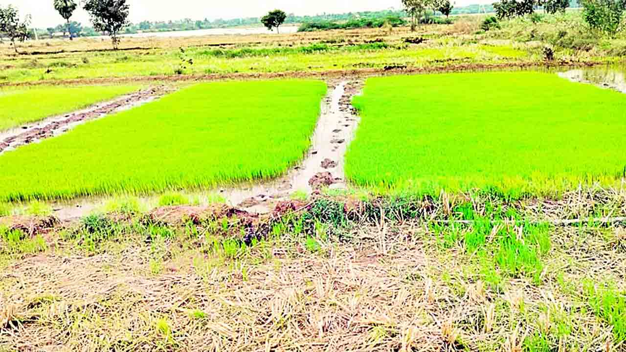 వరి నారు పైలం..