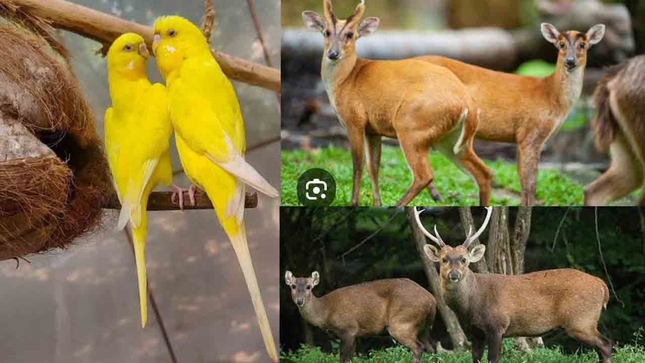 కాకతీయ జూపార్కుకు కొత్త జీవాలు