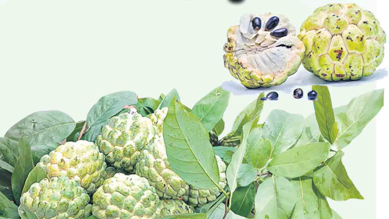 మధురఫలం పోషకాలు పుష్కలం