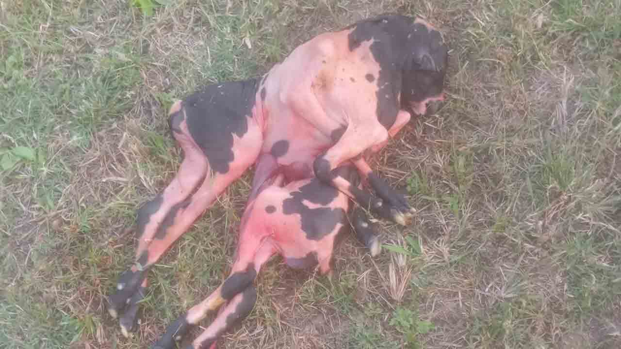 వింత గొర్రెపిల్ల జననం