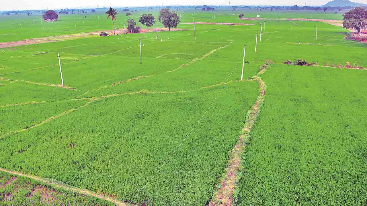 1.95 లక్షల ఎకరాల్లో సాగు