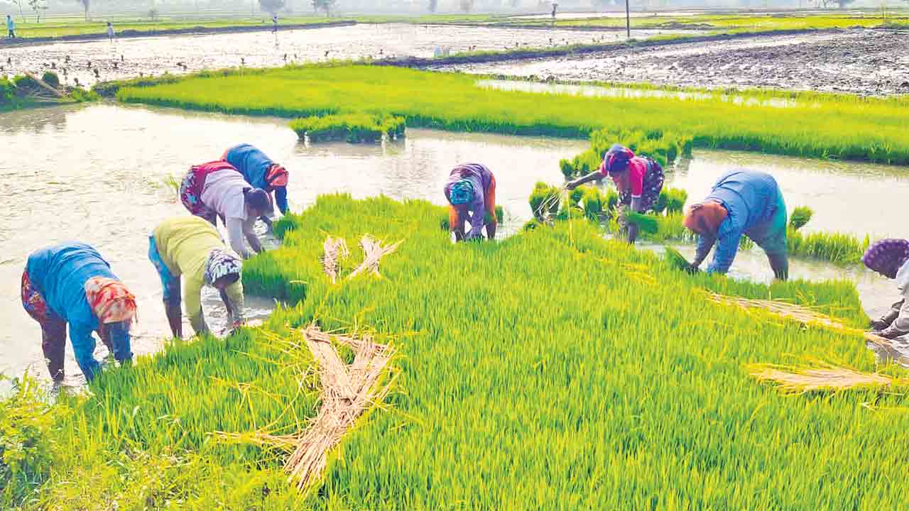 ముమ్మరంగా యాసంగి..