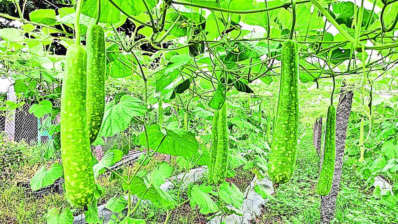 అంటుకట్టు.. లాభాలు పట్టు