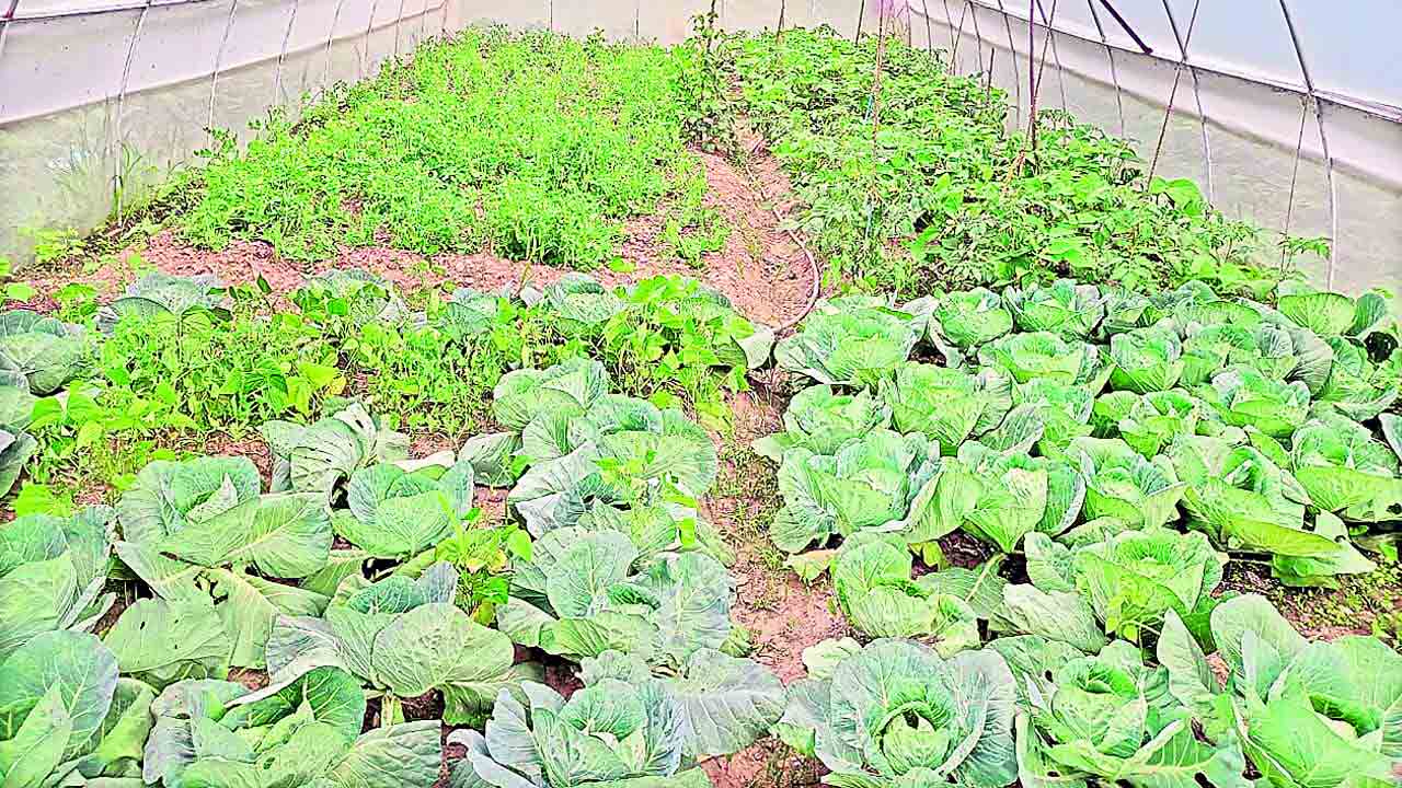 పాలీహౌస్‌.. లాభాలు భేష్‌