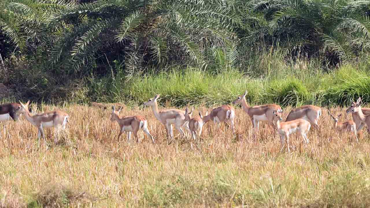 రైతుల కష్టం.. కృష్ణర్పణం