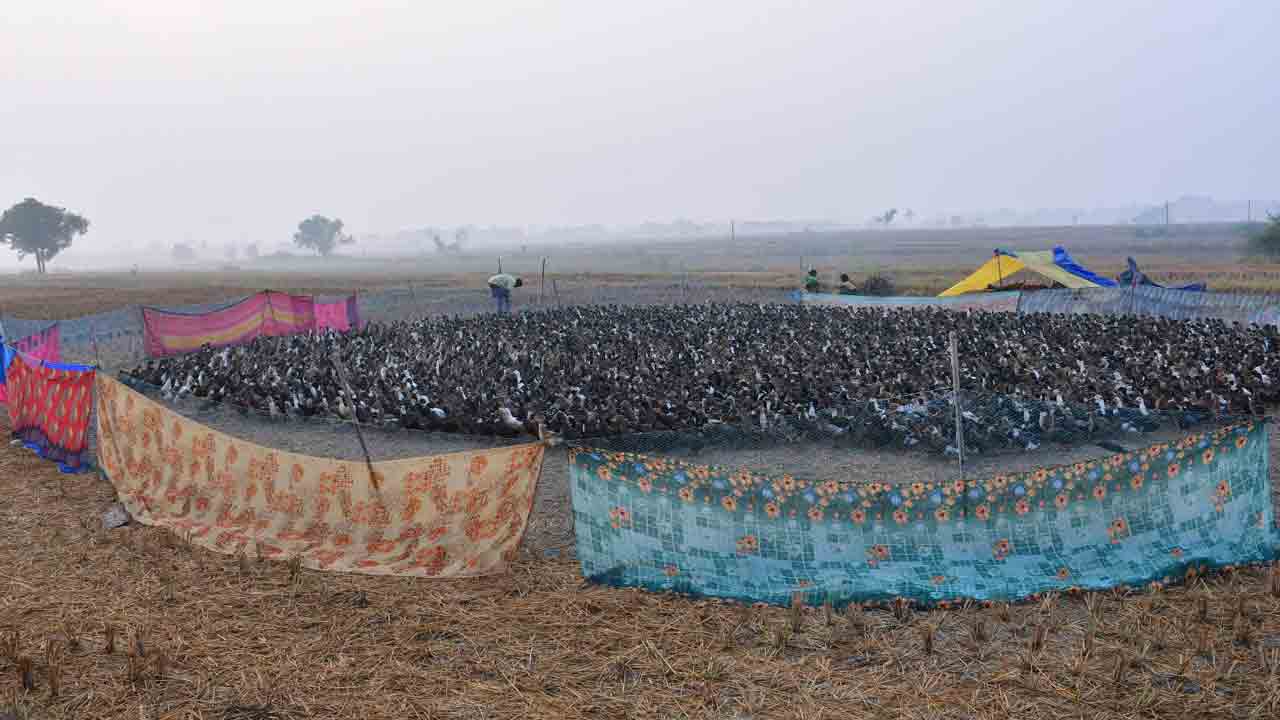 చీరలే శ్రీరామరక్ష