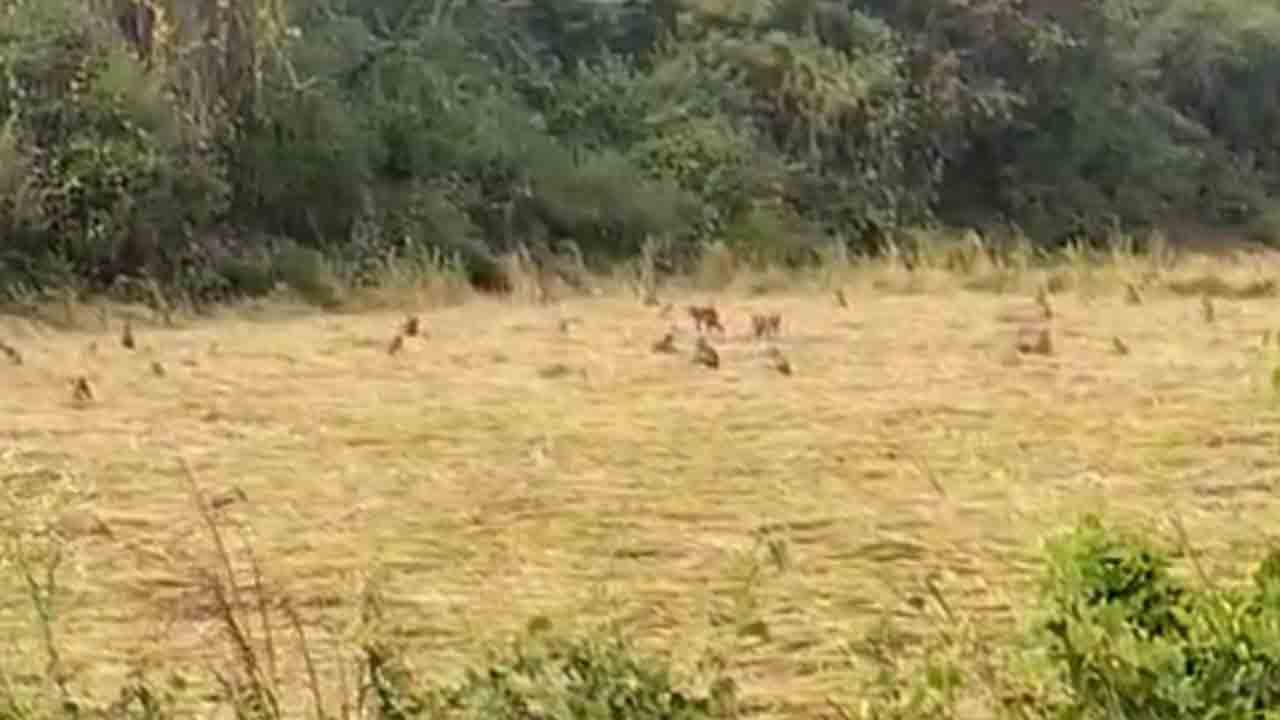 జనావాసాల్లోకి వానర దండు