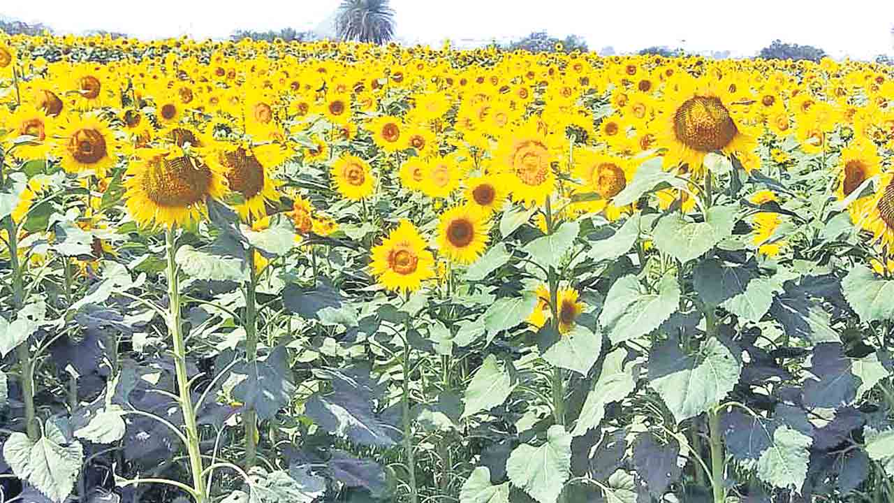 కాసులు కురిపించే పొద్దు తిరుగుడు